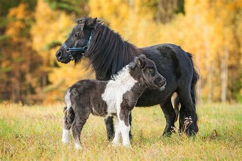 Shetland Pony » Horse Breed Profile » Facts, Colors, Pictures