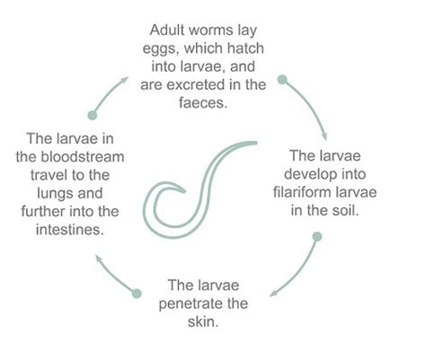 Deworming Intestinal Worms: Symptoms, Transmission, Prevention