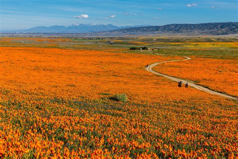 California Poppies Superbloom Outside of the Antelope Valley Poppy Reserve in Lancaster, CA ...