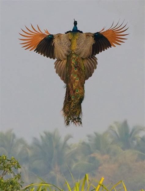 TYWKIWDBI ("Tai-Wiki-Widbee"): Peacock in flight