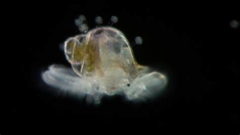 Veliger - planktonic larva of many kinds of molluscs - YouTube