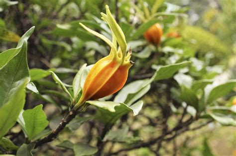 Should I Deadhead Gardenias: Tips On Removing Spent Blooms On Gardenia - IMP WORLD