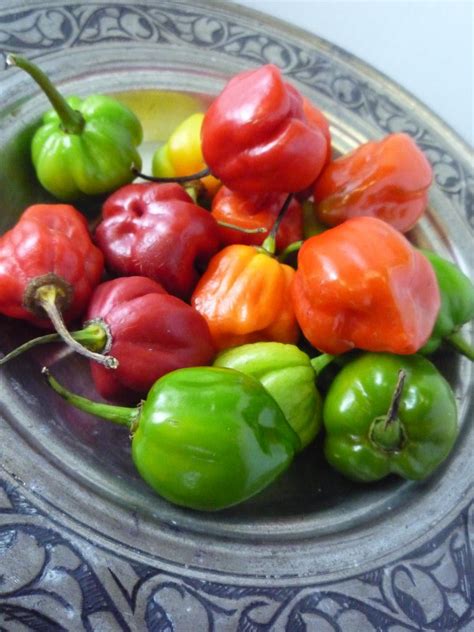 Steps to Growing the Perfect Scotch Bonnet Pepper Plant - On The Gas | The Art Science & Culture ...