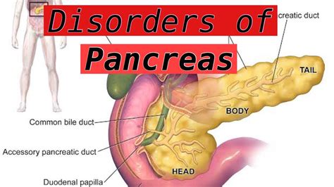 Pancreas - location, function & disorders. - YouTube