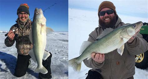 Lake Winnipeg (MB) Walleye Report - Al Winmill