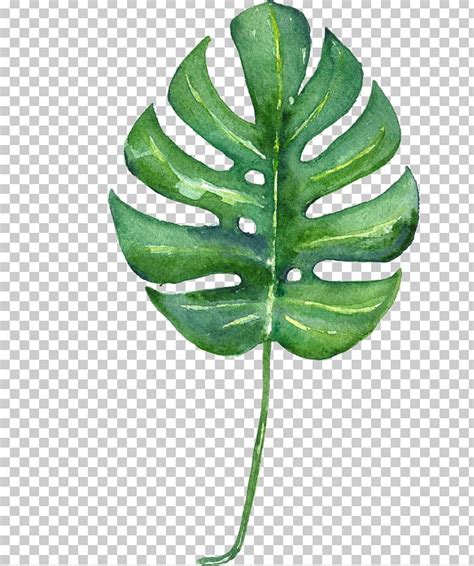 Swiss Cheese Plant Tropics Leaf Watercolor Painting Printmaking PNG, Clipart, Art, Botanical ...