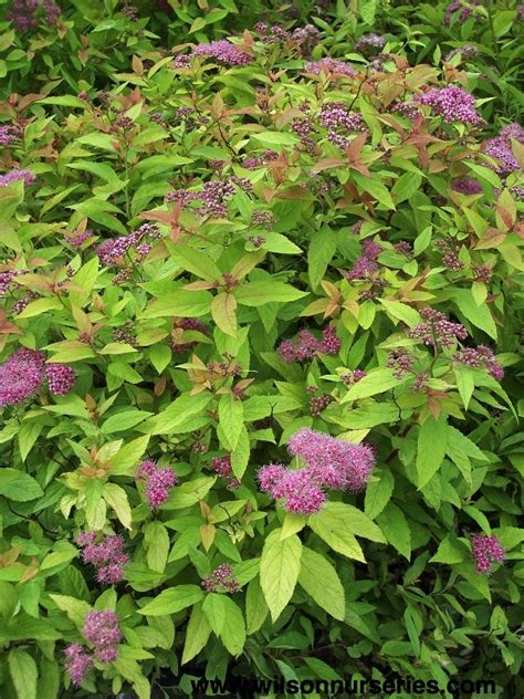 Magic Carpet Japanese Spirea – Wilson Nurseries