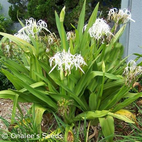 Crinum Lily: White Giant/Grand Spider Lily, Crinum asiaticum Seeds