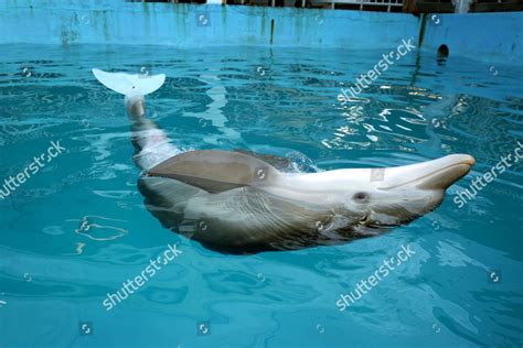 Winter Dolphin Wearing Prosthetic Tail Editorial Stock Photo - Stock ...