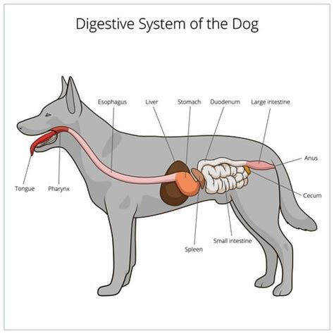 Pancreatitis in Dogs: Symptoms, Treatments & Prevention