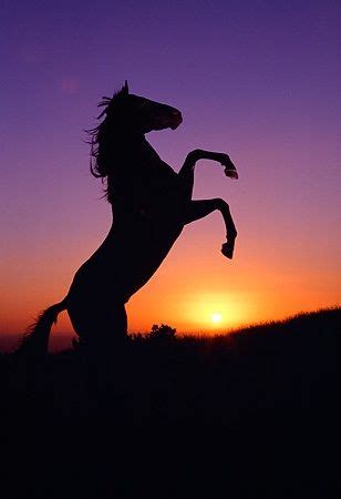 gabrieleloves: Rearing horse in sunset in 2020 (With images) | Horse wallpaper, Horse background ...