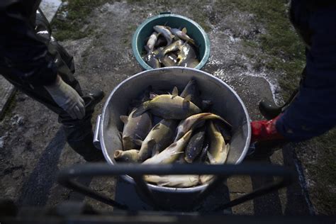 Carp breeding ponds and harvesting. | Andrew Skowron | Flickr