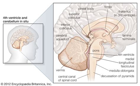 Brainstem | Definition, Structure, & Function | Britannica