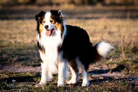 Black Tri Border Collie