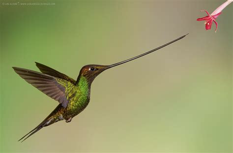 what color are hummingbirds beaks - Catrice Taggart