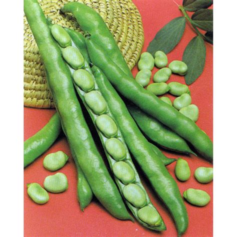 Fava Bean Seeds, Superaguadulce Superlonga