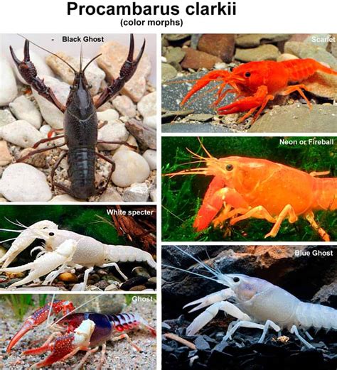 Largest Crayfish Species