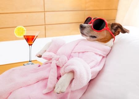 Relaxing - Dogs & Animals Background Wallpapers on Desktop Nexus (Image ...