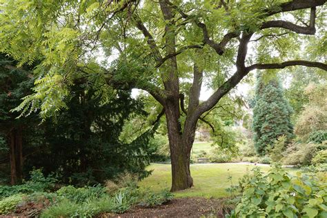 Black Walnut Tree: Benefits, Problems, and Identification