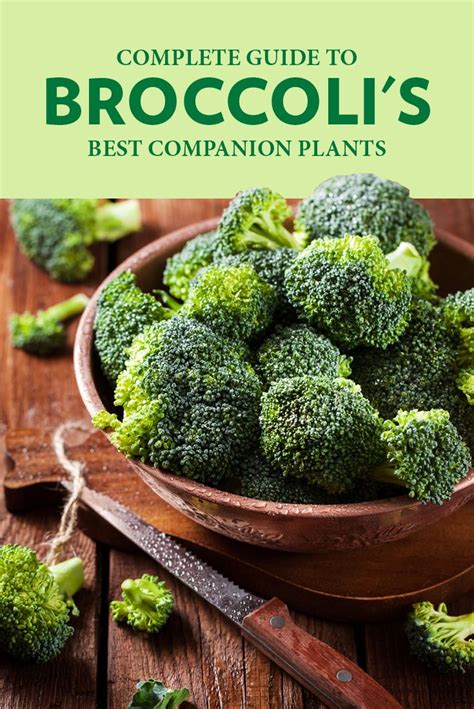 [Field Guide] Broccoli Companion Plants? Here's the Answer | Companion ...