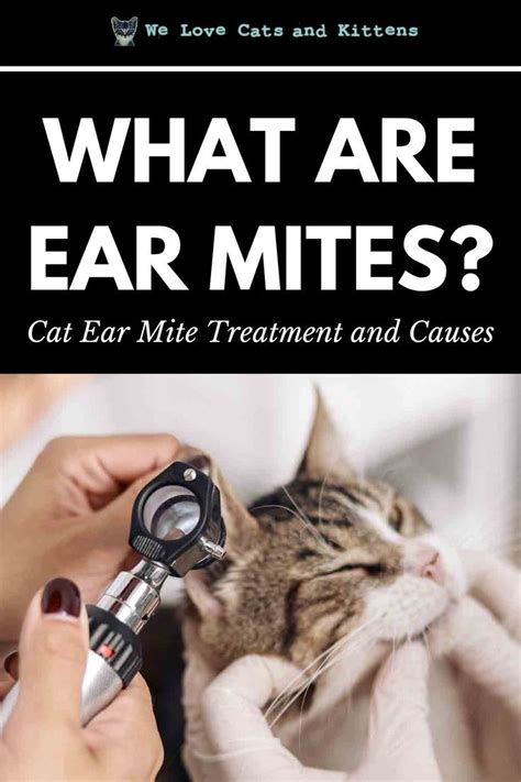 Untreated ear mites in cats cat ear mite treatment and causes – Artofit