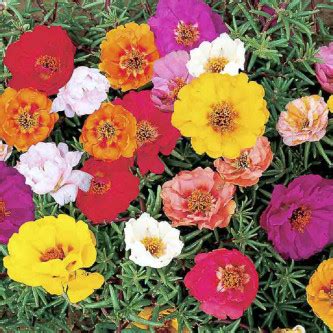 Portulaca Grandiflora vibrant color seeds buy at www.seedsnpots.com