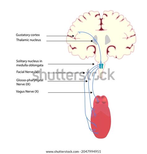 2 Gustatory Pathway Anatomy Structures Gustatory Pathway Images, Stock ...