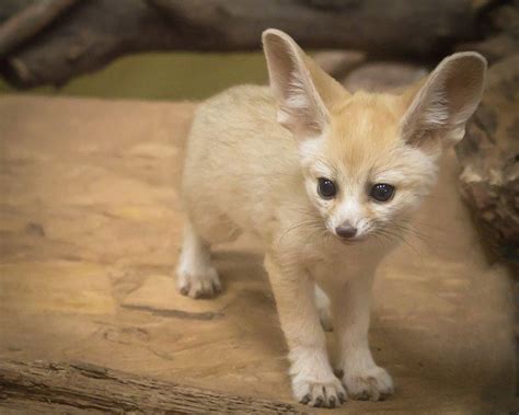 Rubah Fennec: Karakteristik dan Panduan Perawatan