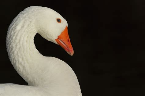 Beginners Bird Photography Workshop with Paul Miguel