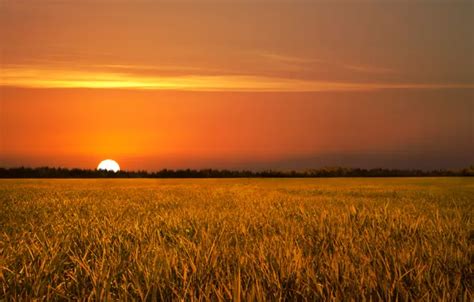 Wallpaper field, the sky, clouds, landscape, sunset, nature, horizon ...