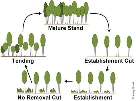 SFA Silviculture - 1.2. Introduction: Silvicultural Systems