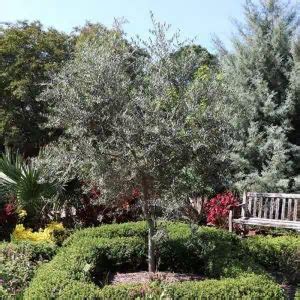 6 Best Varieties of Olive Trees to Grow in Texas