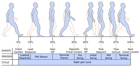 Gait Cycle