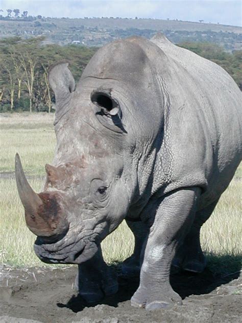 The Javan Rhinoceros | Javan rhinoceros, Rhino animal, Animals wild