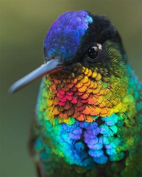 Rainbow Starfrontlet Hummingbird, native to Ecuador and Peru. : r/PicsOfUnusualBirds