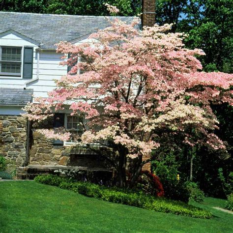 The Best Flowering Trees and Shrubs | Better Homes & Gardens