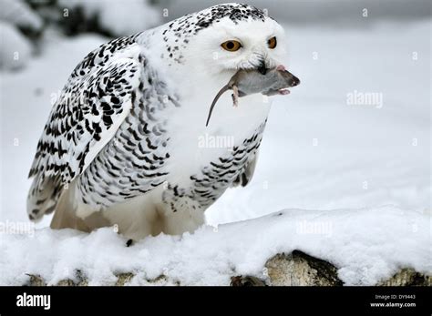 Snowy owl arctic owl owl owls Nyctea scandiaca night birds birds bird raptor bird of prey animal ...