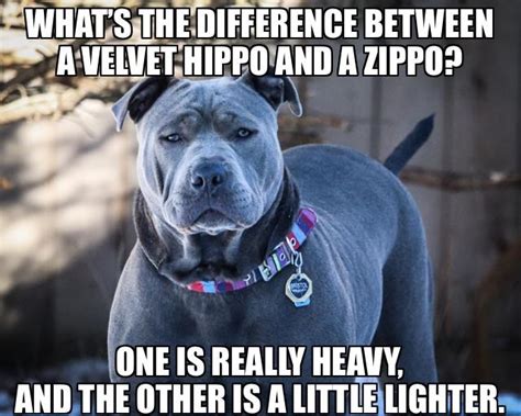 Hippo meme : r/velvethippos