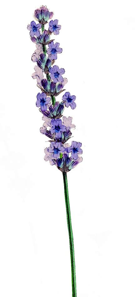 Lavender Flower Clip Art