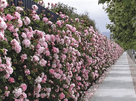 Growing English Garden Roses - Flower Magazine