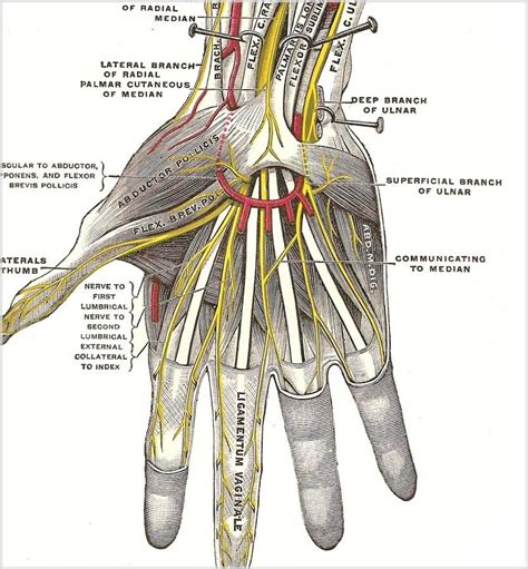 (one of you reblogged the hand circulation picture and added that you wondered what the nerves ...