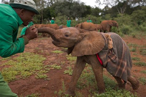 Dogs Are Saving Elephants From Becoming Endangered. Here's How. - BarkPost