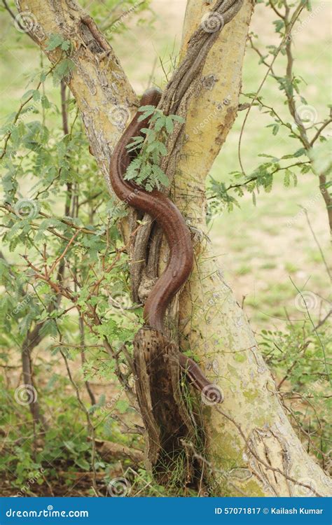 Indian red sand boa snake stock image. Image of eryx - 57071817