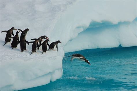 Penguin Bird Facts | Aptenodytes Forsteri | AZ Animals