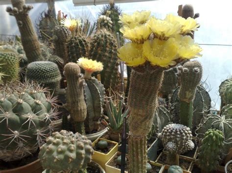 Pin by Ners Hayk on КАКТУСЫ | Cactus plants, Cactus, Garden