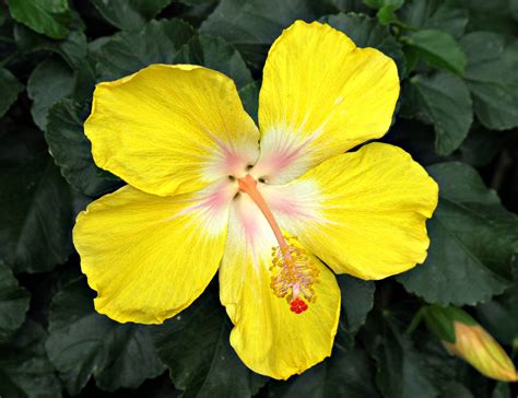 Yellow Hibiscus: State Flower of Hawaii