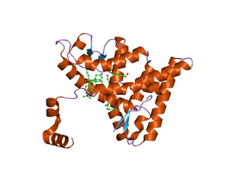 Receptors, Glucocorticoid; Glucocorticoid Receptors