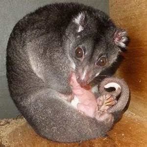 Fun, Factual, Weird, and Breathtaking: Meet Cuscus The Rarely Seen ...