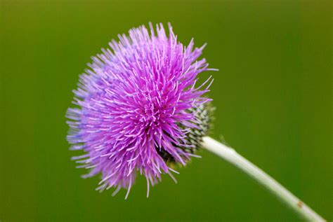 spear thistle - Clip Art Library