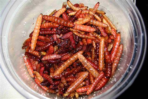 Learn About Some of Mexico's Edible Insects